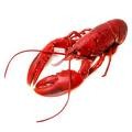 homards.jpg