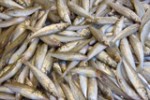 Minimiser les rebuts de la pêche via caméras embarquées et analyse de données.jpg