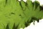 algues_vertes_et_polysaccharides_inra_article_full.jpg