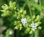 stevia.jpg