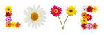 Le langage des fleurs et des pierres
